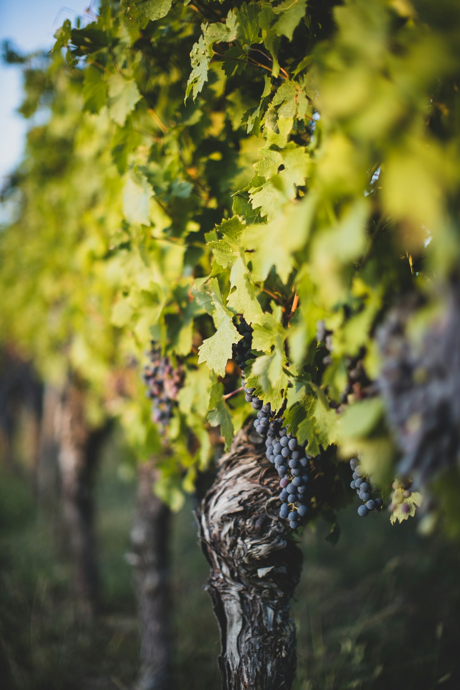 I primi passi nella degustazione del vino