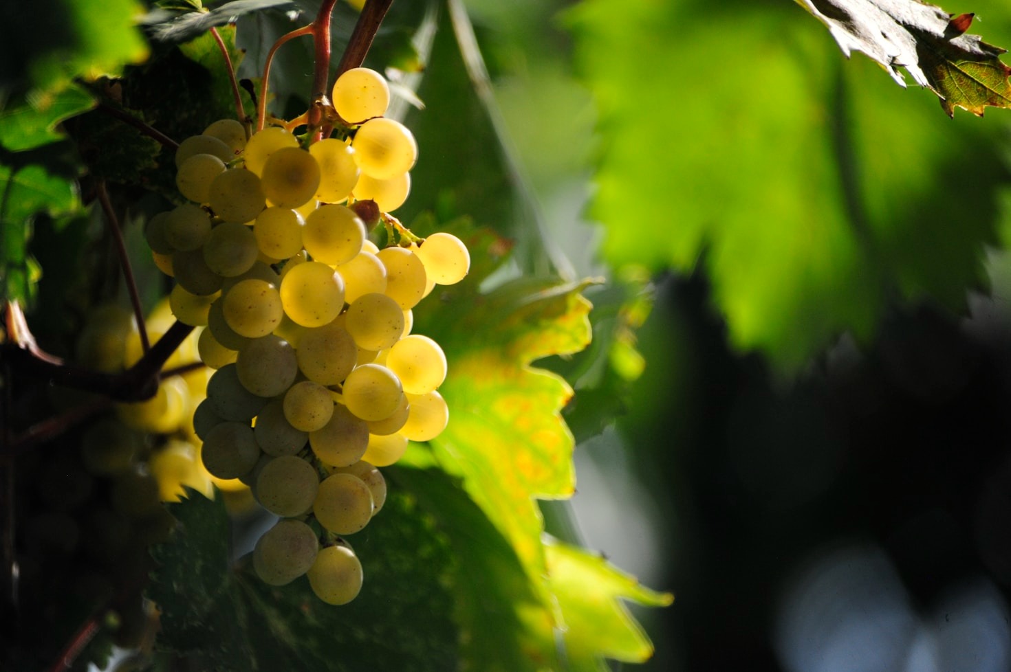 La guida essenziale ai vini italiani